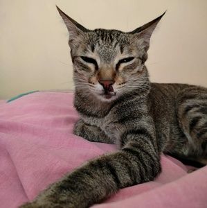 Meet your Posher, Anwesha